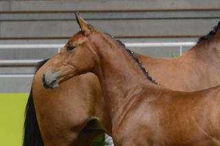 Concours organisé par le Haras de Hus