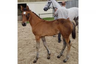 Concours des foals Concours des foals