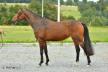 Chevaux de 3 ans à vendre Chevaux de 3 ans à vendre