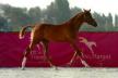 Championnat des foals du Bois Margot Championnat des foals du Bois Margot