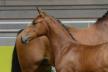 Concours organisé par le Haras de Hus Concours organisé par le Haras de Hus