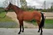 Vidéos de chevaux de 4 ans à vendre Vidéos de chevaux de 4 ans à vendre