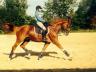 Les Russes de Para-dressage aux écuries Les Russes de Para-dressage aux écuries