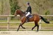 Concours Jeunes chevaux à Gréville