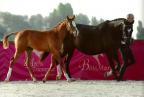 Diego du Bessin, gagne le championnat des foals fils de Qrocodile Denfer.