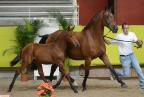 Candillo du Bessin au concours organisé par le Haras de Hus.