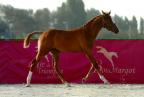 Diego du Bessin, champion des foals fils de Qrocodile Denfer.