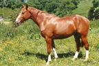 Eclair du Bessin, cheval par Thurin né en 1992.