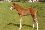 Indien du Bessin foal.