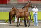 Quanelle du Bessin et son foal 2012 par Messire Ardent.