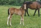 Eusebe du Bessin, foal.