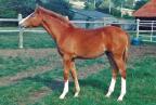 Douchka en 1991, foal.