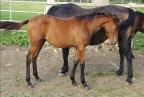 Nina du Bessin, jument par Qredo de Paulstra, pouliche.