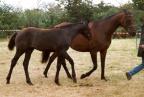 Pepito du Bessin, mâle par Corland, foal.