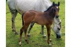 Poulain à vendre par Ogrion des Champs