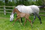 Foal par Untouchable M a vendre.