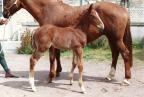 Cheval par Timorrak des Isles, poulain.